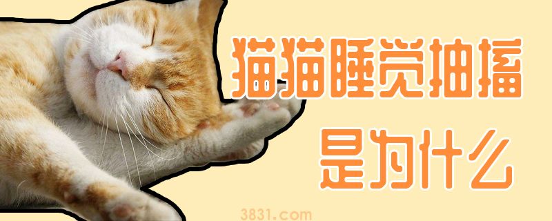猫猫睡觉抽搐是为什么(图1)