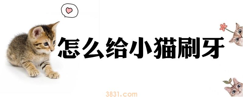 怎么给小猫刷牙(图1)