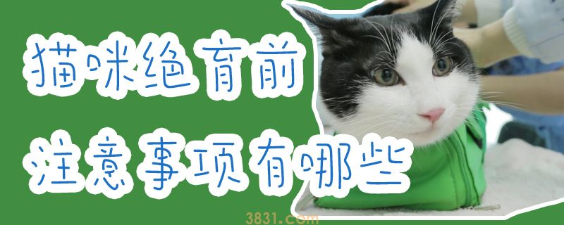 猫咪绝育前注意事项有哪些(图1)