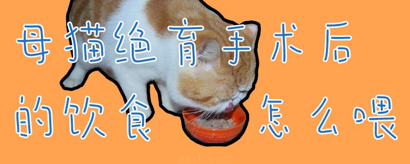 母猫绝育手术后的饮食怎么喂(图1)