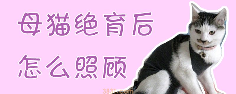 母猫绝育后怎么照顾(图1)