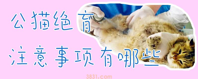 公猫绝育注意事项有哪些(图1)