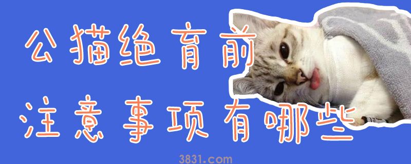 公猫绝育前注意事项有哪些(图1)