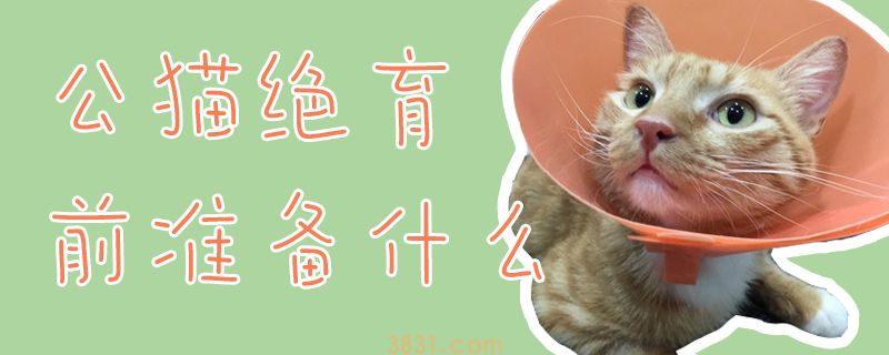 公猫绝育前准备什么(图1)