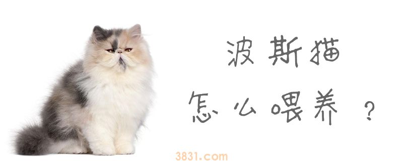 波斯猫怎么喂养(图1)