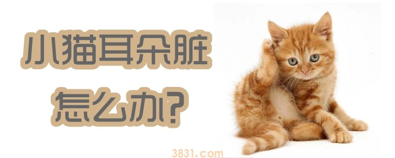 小猫耳朵脏怎么办(图1)