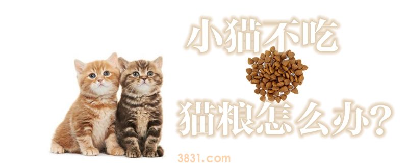 小猫不吃猫粮怎么办(图1)