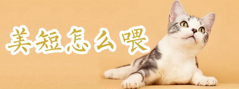 美短怎么喂(图1)
