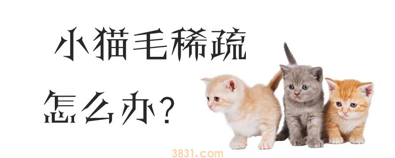 小猫毛稀疏怎么办(图1)