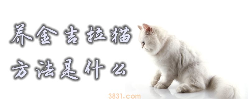 养金吉拉猫的方法是什么(图1)