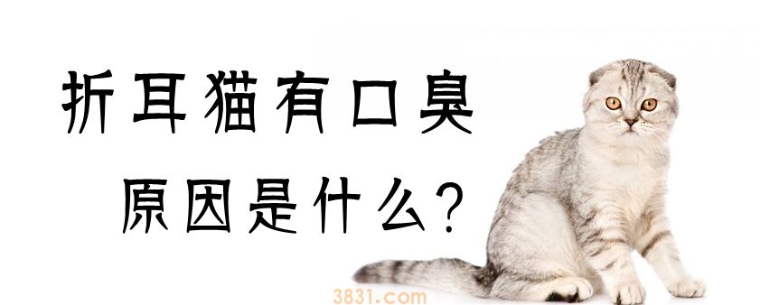 折耳猫有口臭原因是什么(图1)