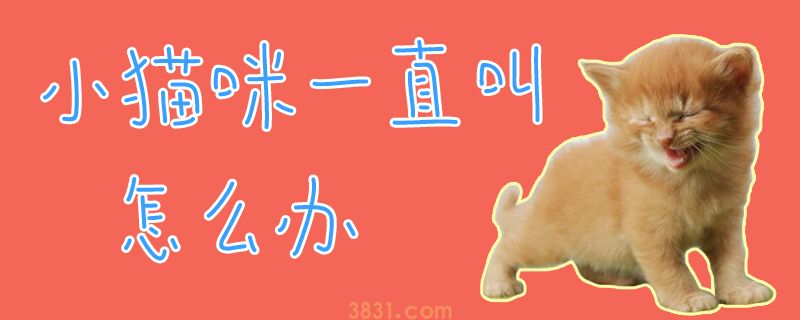 小猫咪一直叫怎么办(图1)