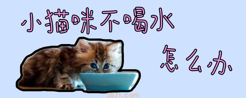 小猫咪不喝水怎么办(图1)