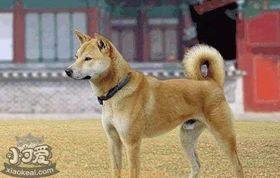 为什么土狗不得细小 为啥土狗不得细小(图1)