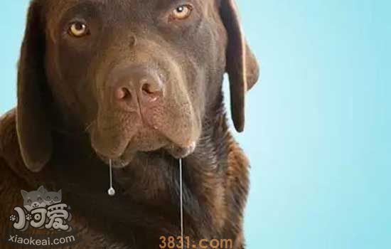 流浪狗怎么处理 流浪犬问题急切待解(图1)