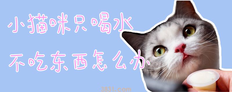 小猫咪只喝水不吃东西怎么办(图1)