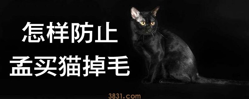 怎样防止孟买猫掉毛(图1)