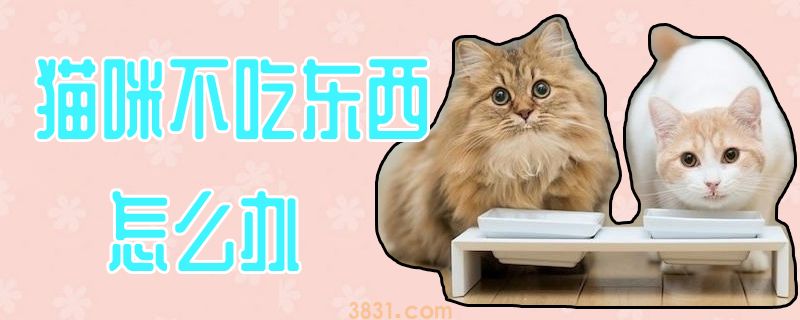 猫咪不吃东西怎么办(图1)