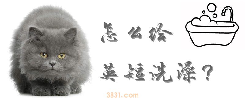 怎么给英短洗澡(图1)