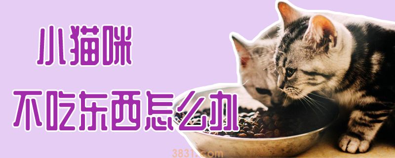 小猫咪不吃东西怎么办(图1)