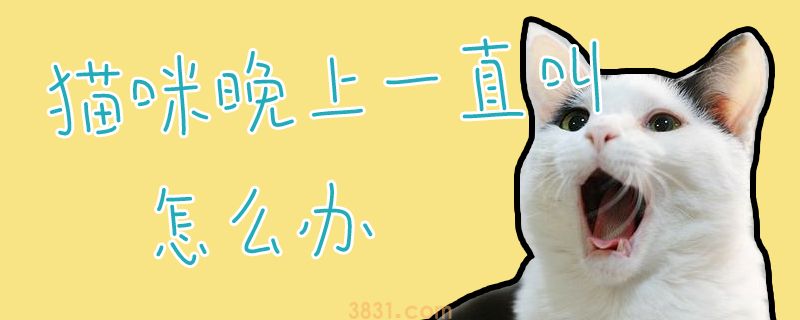 猫咪晚上一直叫怎么办(图1)