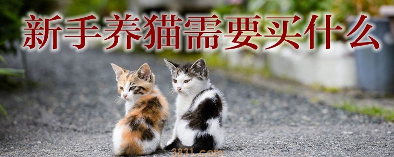 新手养猫需要买什么(图1)