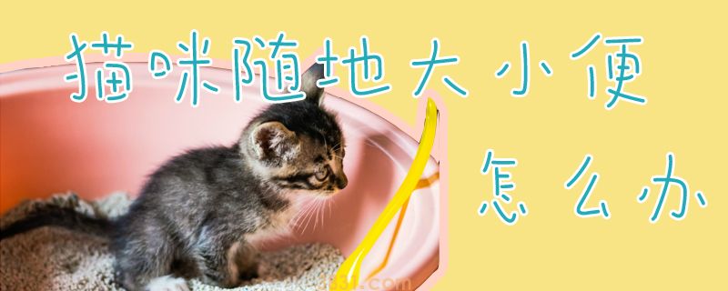 猫咪随地大小便怎么办(图1)