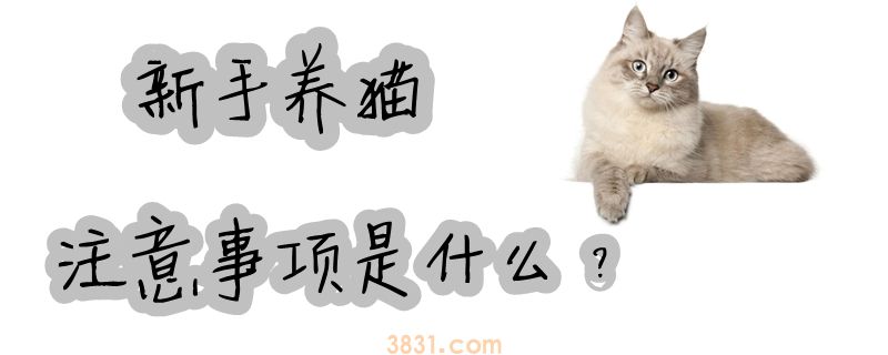 新手养猫注意事项是什么(图1)
