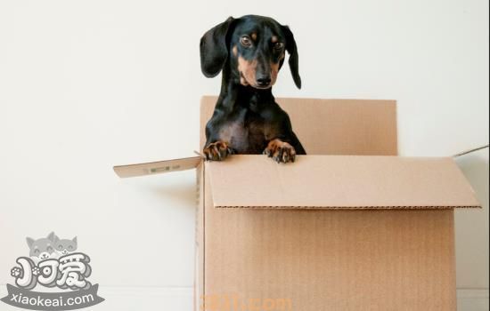 新犬到家该注意什么 新犬饲养指南(图2)