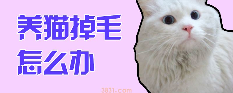 养猫掉毛怎么办(图1)