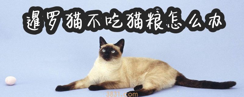 暹罗猫不吃猫粮怎么办(图1)