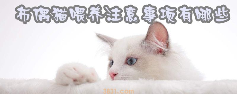 布偶猫喂养注意事项有哪些(图1)