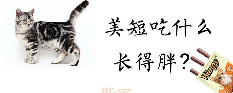 美短吃什么长得胖(图1)
