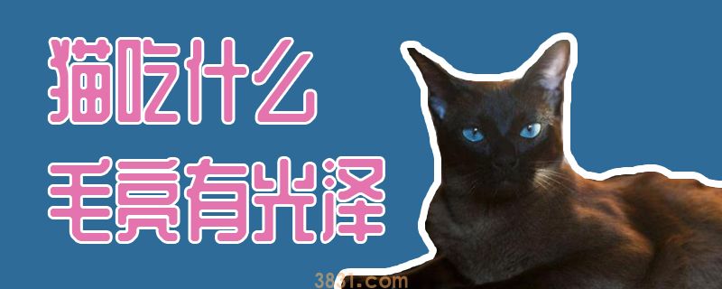 猫吃什么毛亮有光泽(图1)