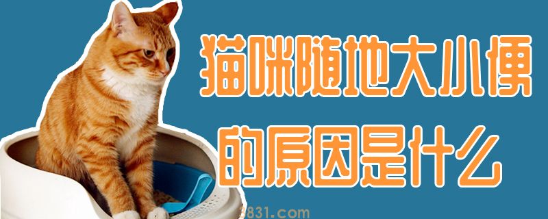猫咪随地大小便的原因是什么(图1)