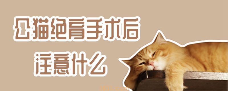 公猫绝育手术后注意什么(图1)