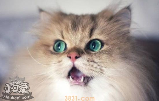 猫艾滋是什么 猫艾滋病会传染给人吗(图2)