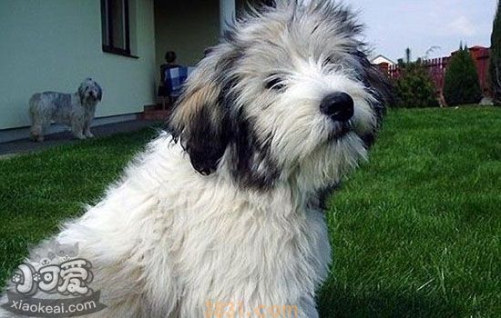 狂犬病的主要表现 还在听着狂犬病的误区吗(图1)