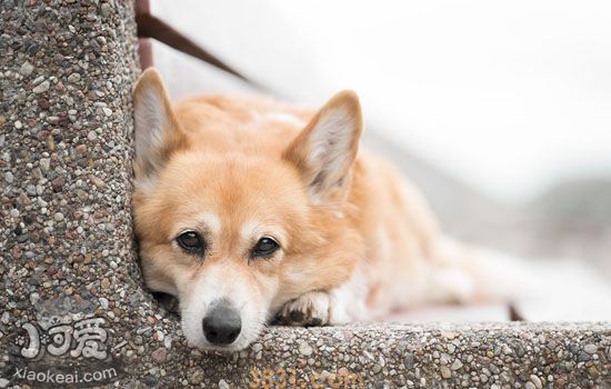 狂犬病的主要表现 还在听着狂犬病的误区吗(图2)