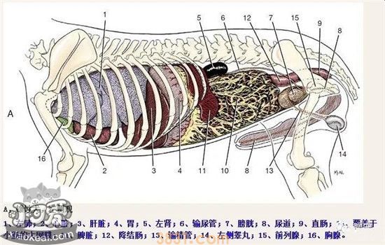狗狗的身体解剖结构图 带你深层次的认识狗狗(图2)