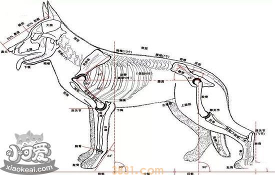 狗狗的身体解剖结构图 带你深层次的认识狗狗(图1)