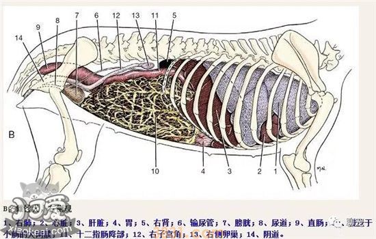 狗狗的身体解剖结构图 带你深层次的认识狗狗(图3)