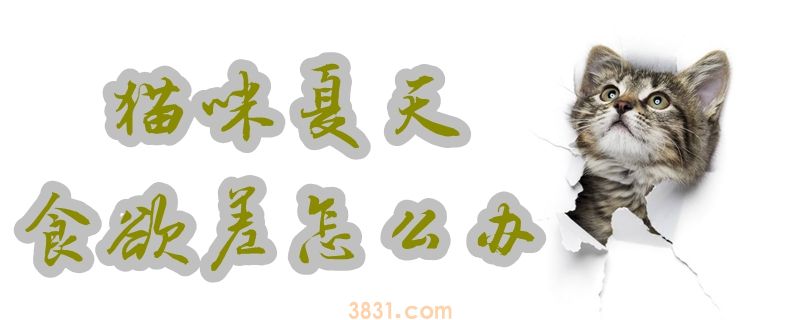 猫咪夏天食欲差怎么办(图1)