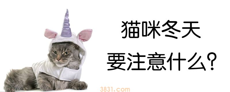 猫咪冬天要注意什么(图1)