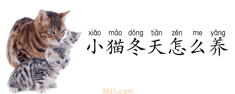 小猫冬天怎么养(图1)