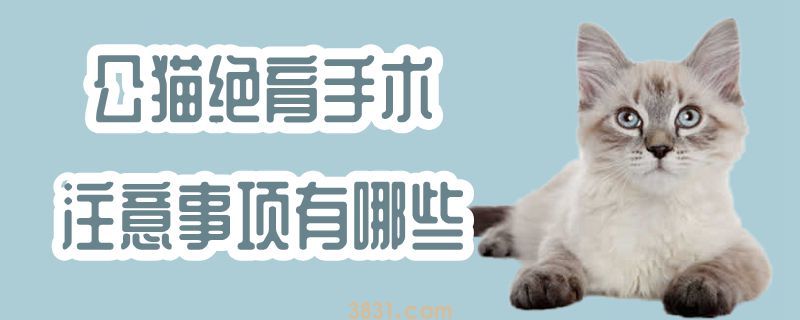 公猫绝育手术注意事项有哪些(图1)