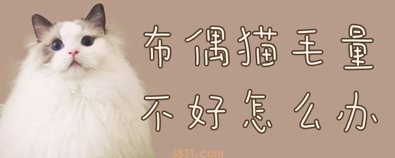 布偶猫毛量不好怎么办(图1)