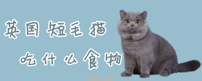 英国短毛猫吃什么食物(图1)