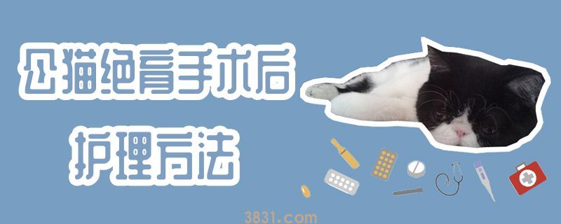 公猫绝育手术后护理方法(图1)