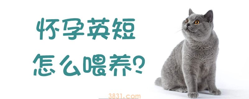 怀孕英短怎么喂养(图1)